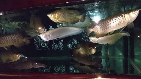 媛的意思 曼龍魚混養